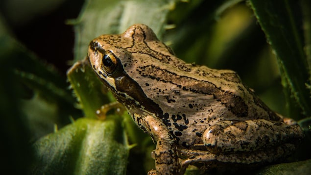 COP15 : 700 G$ à trouver pour protéger la nature lors d’un sommet sans chefs d’État