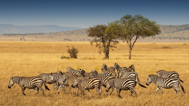 Un troupeau de zèbres dans le parc national du Serengeti, en Tanzanie.
