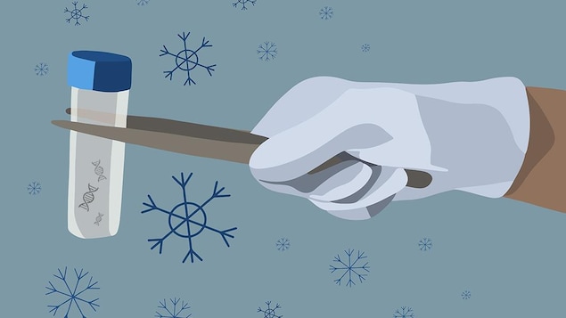 Illustration d'une main gantée qui tient un échantillon congelé au bout d'une paire de pinces.