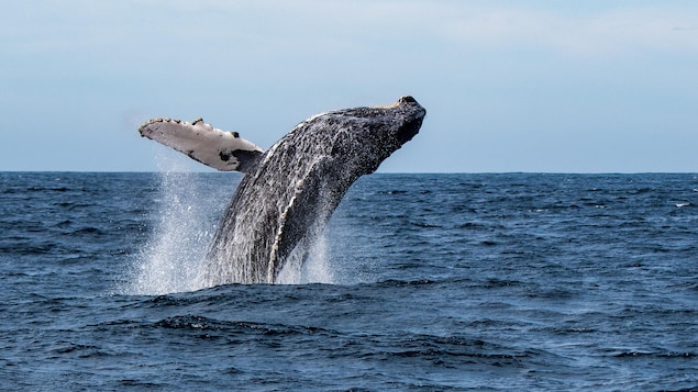 Une baleine à bosse saute hors de l'eau.