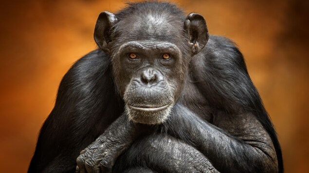 Portrait d'un chimpanzé.