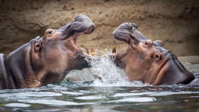 Une confrontation entre deux hippopotames.