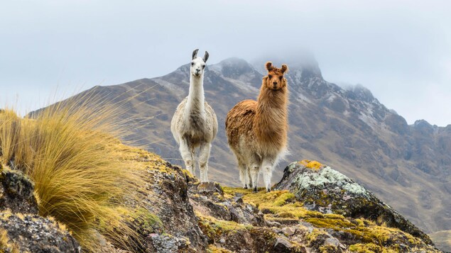 Deux lamas au sommet d'une montagne.