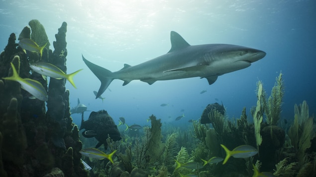 Maple Le Requin Blanc Se Dirige Vers Le Golfe Du Saint-Laurent | Radio ...