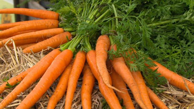 Un gros bouquet de carottes en feuilles.