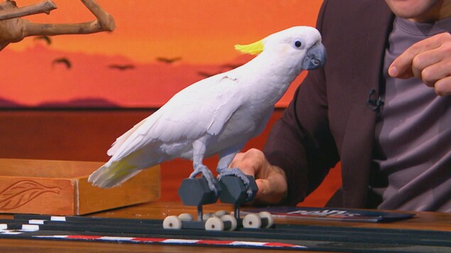 Un oiseau est perché sur deux perchoirs à roulettes.