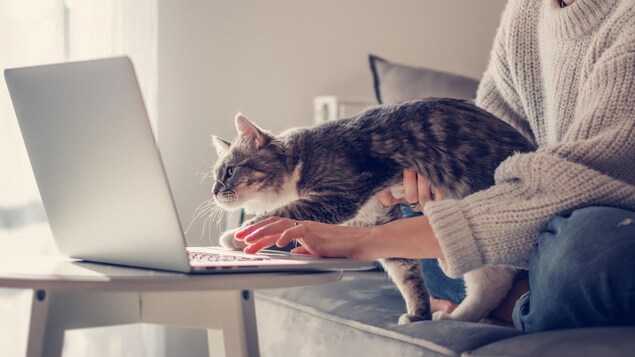 Une personne et un chat regardent un écran d'ordinateur.