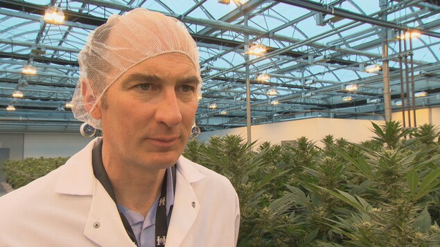 Un homme portant un sarrau dans une serre de cannabis. Un homme portant un sarrau dans une serre de cannabis.