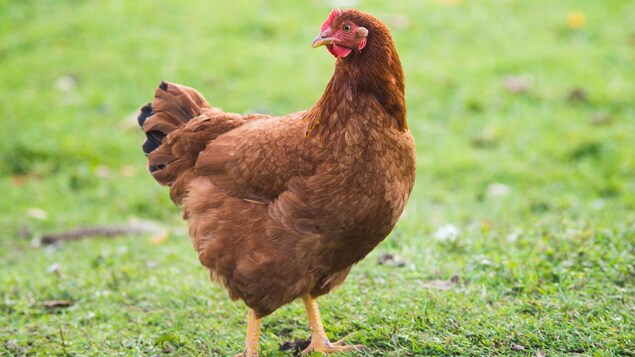 Le « poulet bicyclette » a meilleur goût selon les Burkinabè