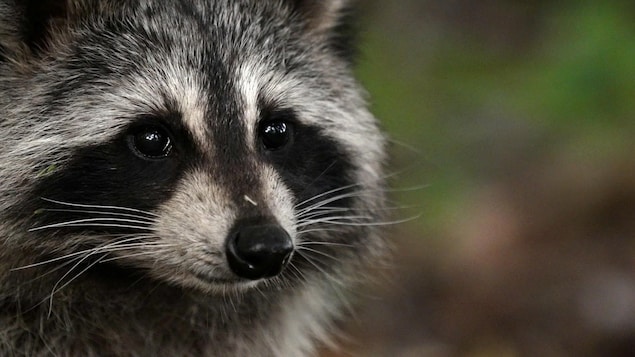 Avian Flu and Tuberculosis: Watch out for the raccoons in Toronto