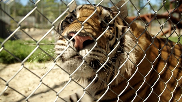 Une tigre est captif derrière une clôture.