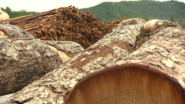Depuis plusieurs années, les coupes forestières soulèvent la colère un peu partout au Québec.