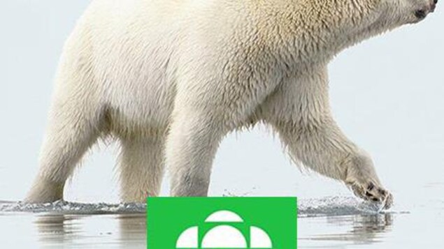 Un ours polaire qui marche