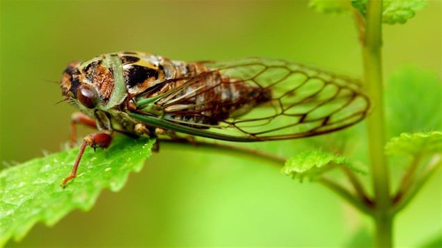 Une cigale est posée sur une feuille verte