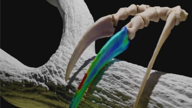 Une simulation 3D des griffes du thérizinosaure