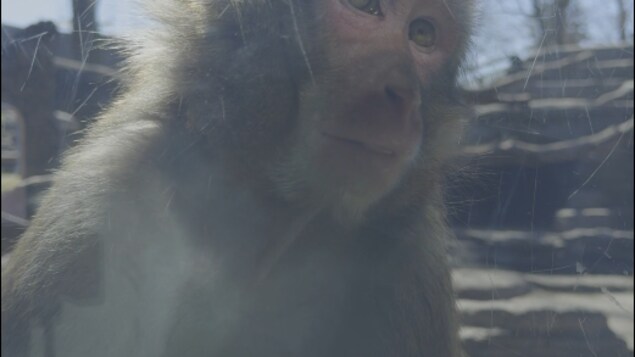 Un macaque japonais