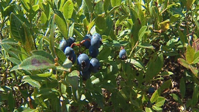 Des bleuets