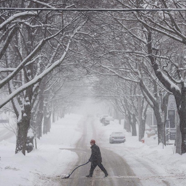Une personne pellete la neige dans une rue bordée d'arbres.