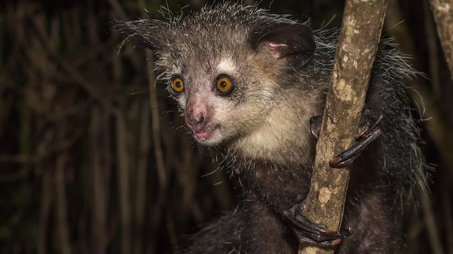 Un aye-aye, primate nocturne de Madagascar.