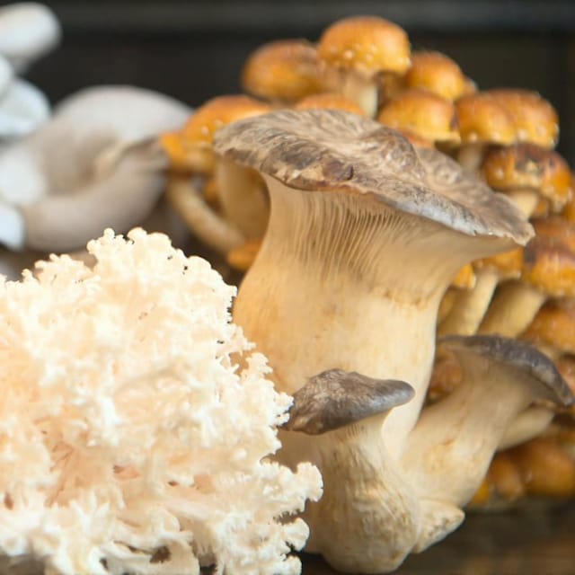 Différentes variétés de champignons. Ils sont de couleur or ou crème.
