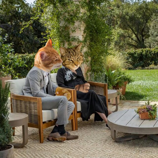 Deux chats en entrevue avec Oprah Winfrey.