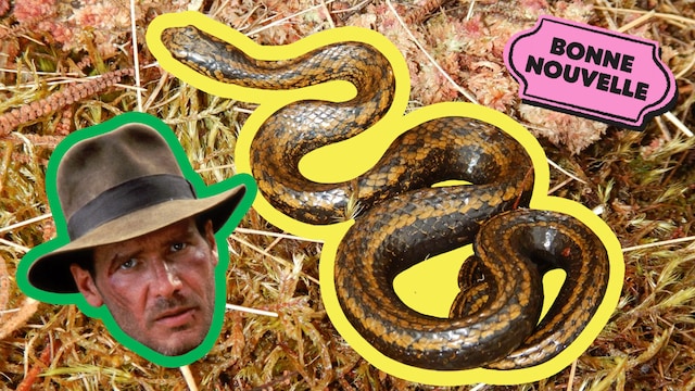 Une photo d'un serpent à côté de la tête d'Indiana Jones, avec le collant "Bonnes nouvelles" de MAJ.