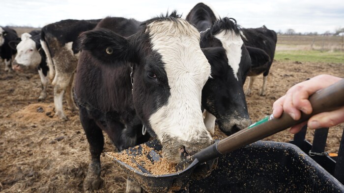 Une vache mange dans une pelle des drêches brassicoles.