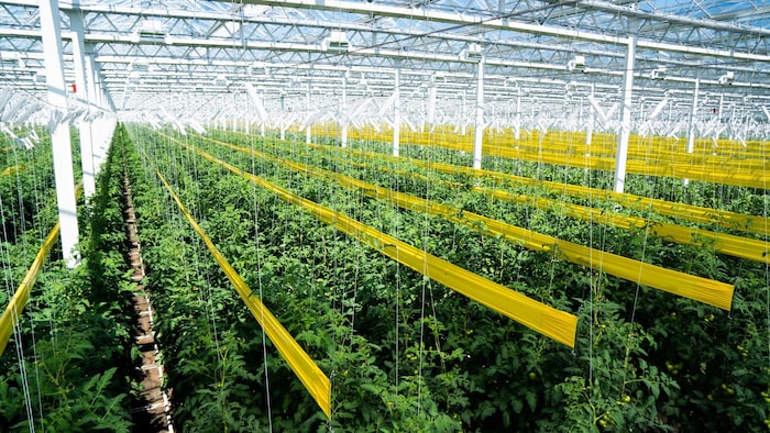 Rows of tomato plants grow under the glass roof of a rooftop greenhouse.