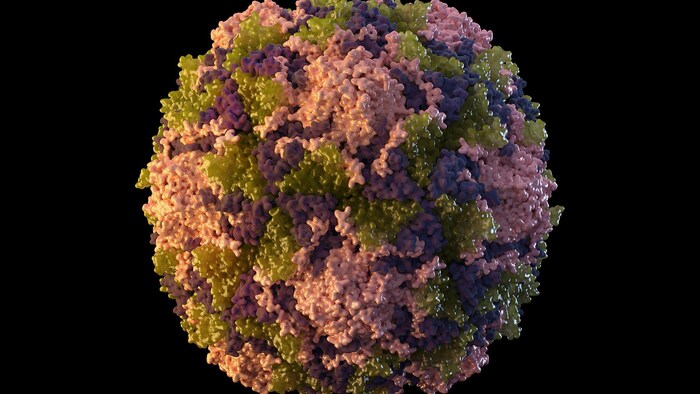 Imagen del virus de la poliomielitis.