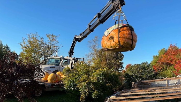 La citrouille se fait soulever par un camion avec une grue.