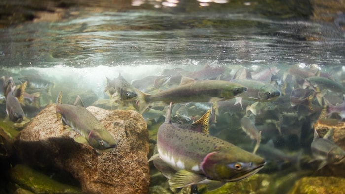 Des saumons nagent dans une rivière peu profonde.