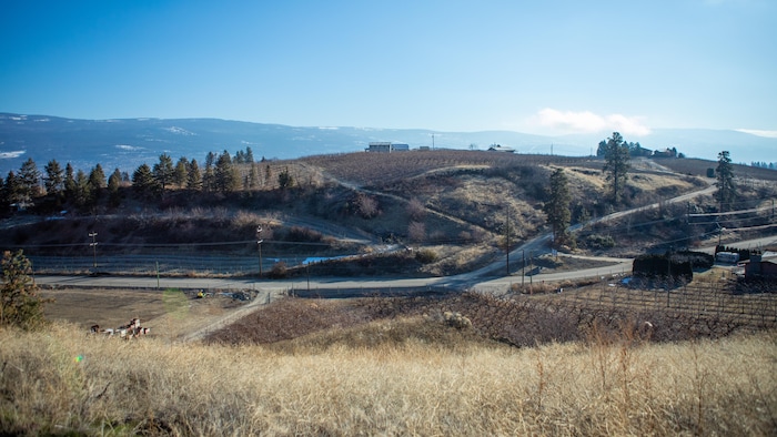 Des vergers dans l'Okanagan en plein hiver, en Colombie-Britannique.