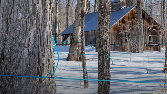 Des tubes bleus sont accrochés le long de troncs d'arbres.