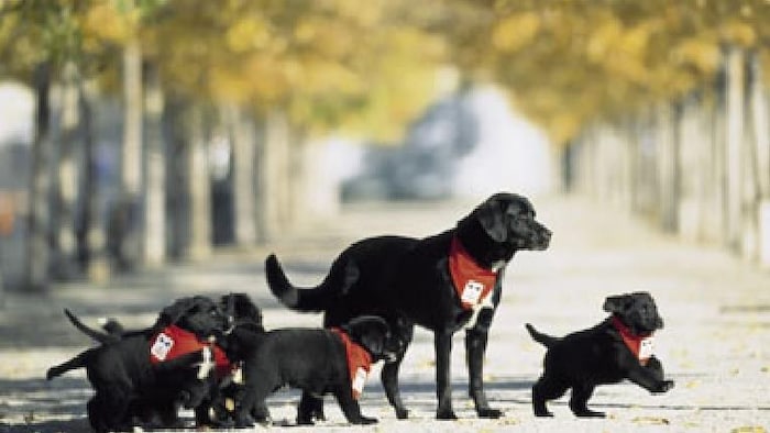 Various service dogs of diferent ages.