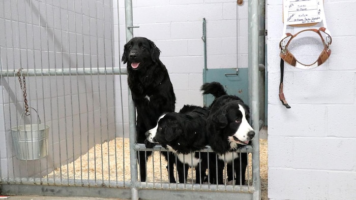 Three service dogs inside a cage.