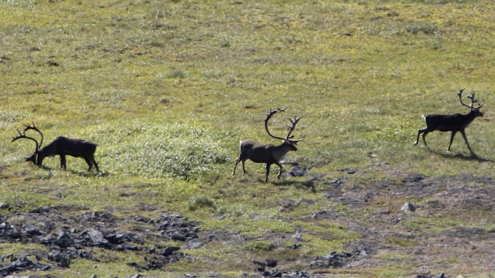 Des caribous.