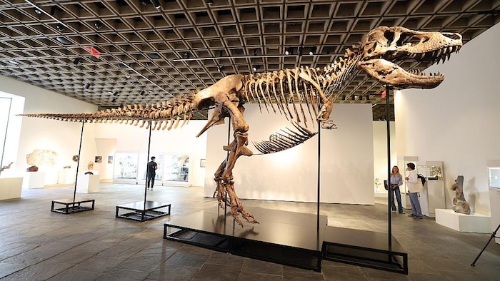 Un squelette de dinosaure dans un musée.