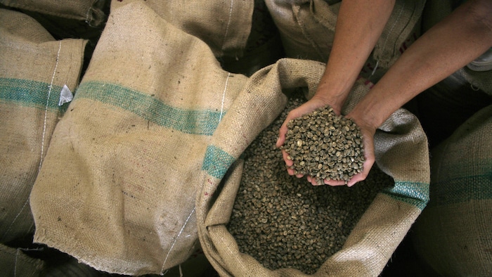 Deux mains remplies de grains au-dessus d'une poche de café.