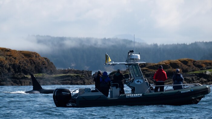 Un bateau du centre de recherche sur les baleines près d'un épaulard dans la mer des Salish. 