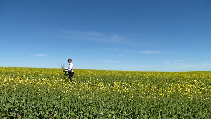 Un homme se tient debout au milieu d'un champ, en Alberta.
