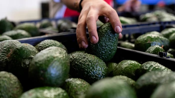 A worker packs avocados at a plant in Uruapan, Michoacan, Mexico, on Feb. 9, 2024. 