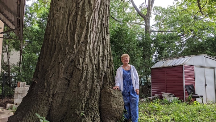 Toronto resident Edith George stands next to the red oak tree that's at least 250 years old. She's spent the last 15 years lobbying to preserve it.
