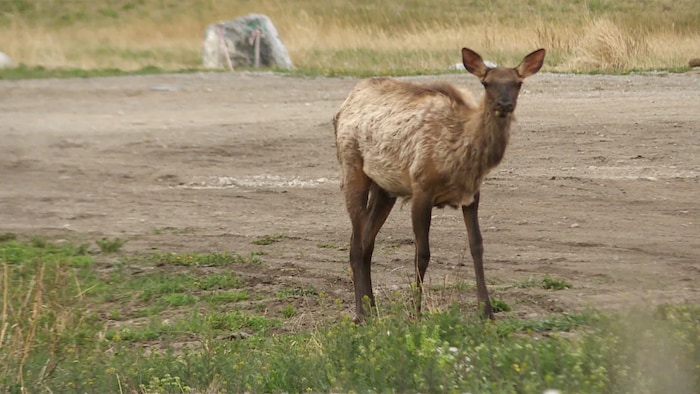 Une femelle wapiti marche dans la rue à Canmore, en Alberta.