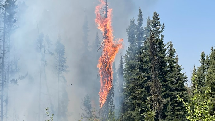 Un arbre brûle au milieu d'une forêt en Alberta en mai 2023.