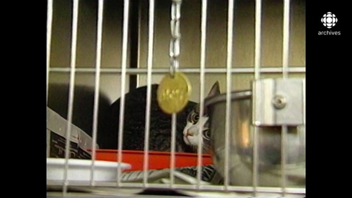 Un chat en cage est couché dans son bol.
