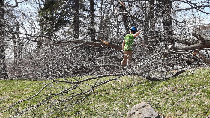 Un homme coupe des arbres aux abords de l'église Saint-Louis-de-France, à Québec