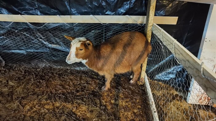 Une chèvre vivante dans un enclos en bois et en métal.