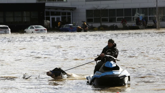 A man uses a jet ski to help a cow swim across a flooded field after rainstorms caused flooding and landslides in Abbotsford, B.C. Thousands of animals are said to have perished in the floods.