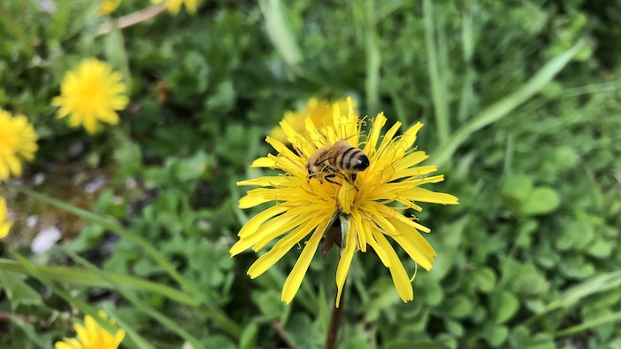 Une abeille butine un pissenlit.