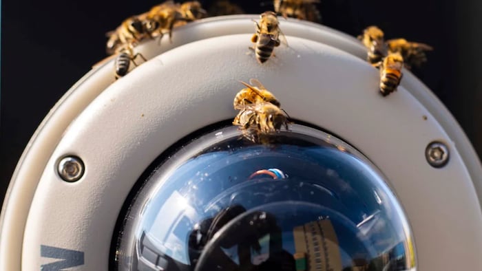 Des abeilles se posent sur une nouvelle caméra de diffusion en direct installée à l'Université de Brandon, en août 2022. 
